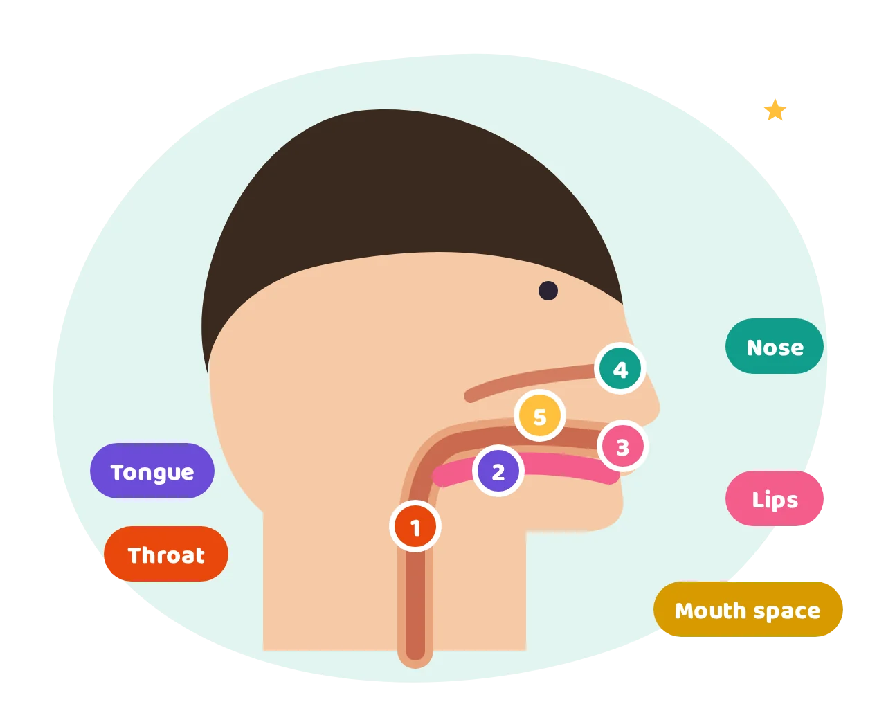 A side view of the head showing the five areas where Arabic letters come from: throat, tongue, lips, nose and the mouth space